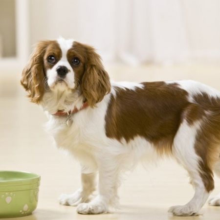 The Best Ceramic Dog Bowls: Durable Dinnerware for Your Doggo!