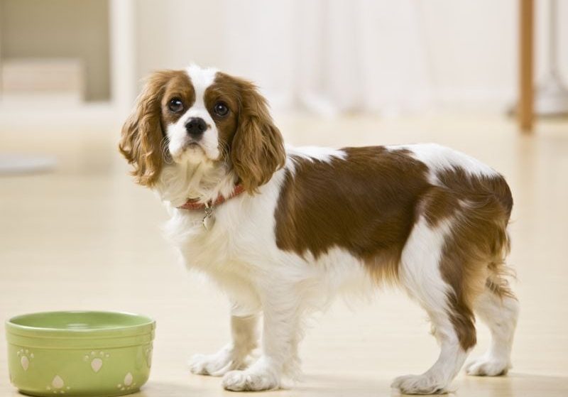 The Best Ceramic Dog Bowls: Durable Dinnerware for Your Doggo!