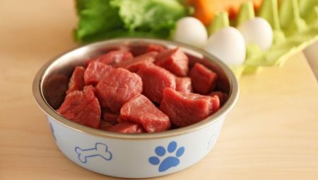 Best Raw Dog Food: Meat Eats For Your Mutt