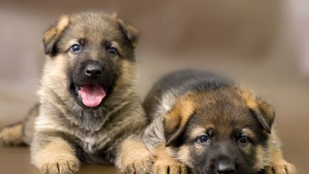 Short Haired German Shepherds: Everything You Need to Know