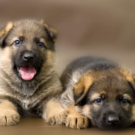 Short Haired German Shepherds: Everything You Need to Know