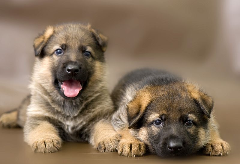 Short Haired German Shepherds: Everything You Need to Know