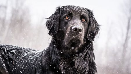 Breed Profile: Golden Newfie