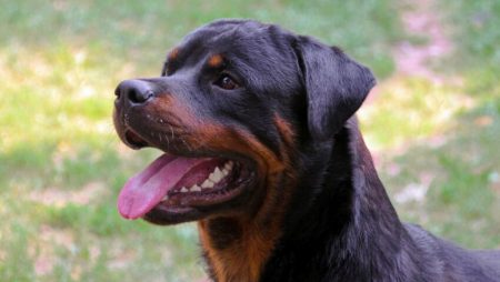 Six Reasons You Should Never Own a Rottweiler