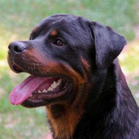 Six Reasons You Should Never Own a Rottweiler