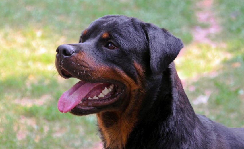 Six Reasons You Should Never Own a Rottweiler