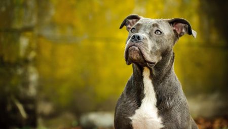 The Blue Nose Pit Bull