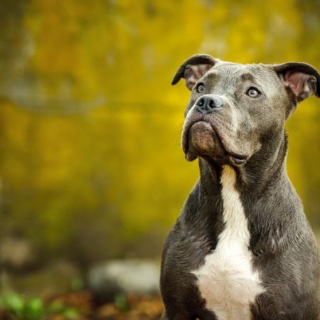 The Blue Nose Pit Bull