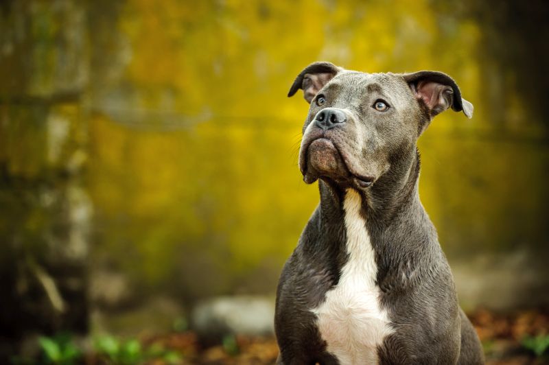 The Blue Nose Pit Bull