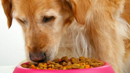 Best Dog Food for Kidney Disease: Kidney-Friendly Foods For Fido