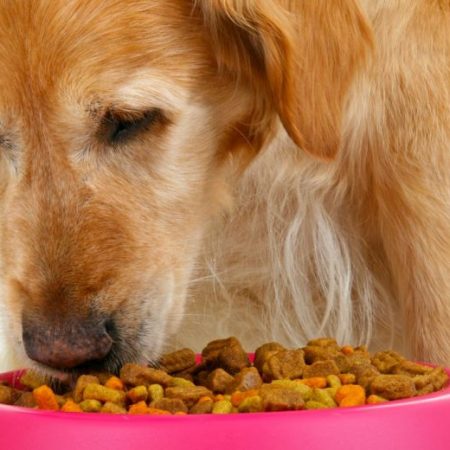 Best Dog Food for Kidney Disease: Kidney-Friendly Foods For Fido