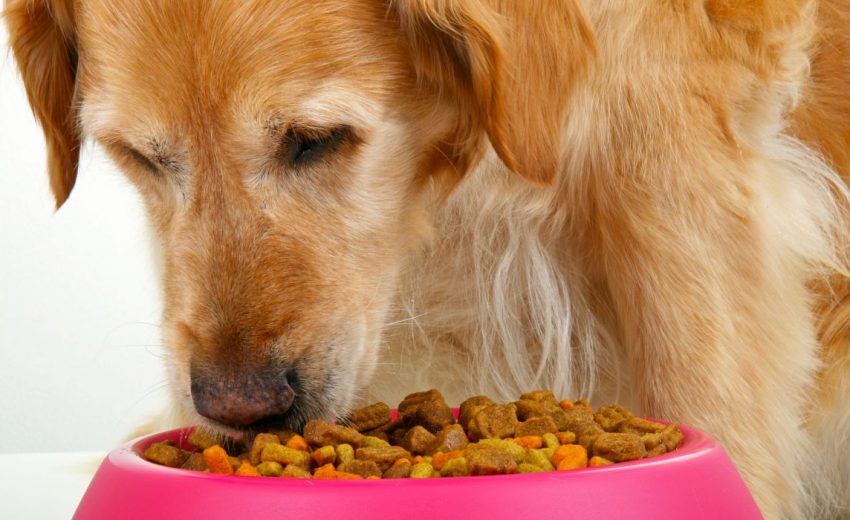 Best Dog Food for Kidney Disease: Kidney-Friendly Foods For Fido