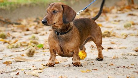 Breed Profile: Dachsador