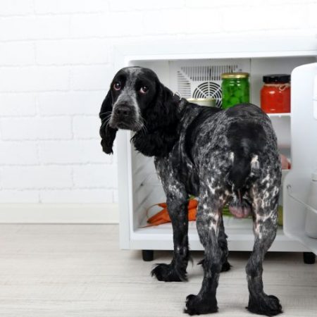 Instructions to Teach Your Dog To Fetch A Beer From The Fridge!