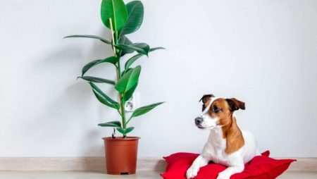 Eco-Friendly Dog Beds