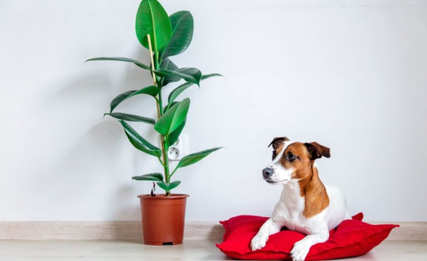 Eco-Friendly Dog Beds