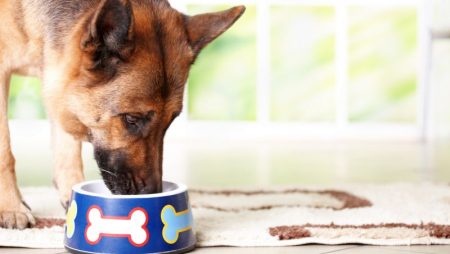 Best Pig Snouts for Dogs: Tasty, Tooth-Cleaning Treats