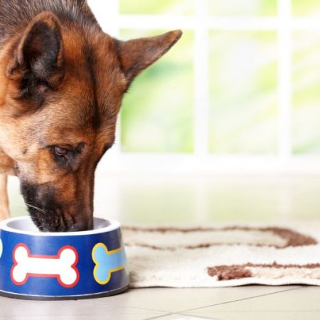 Best Pig Snouts for Dogs: Tasty, Tooth-Cleaning Treats