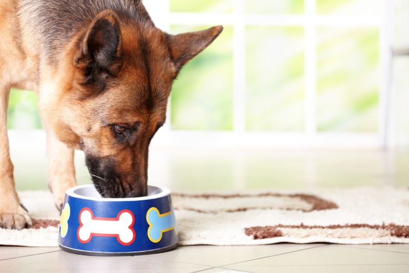 Best Pig Snouts for Dogs: Tasty, Tooth-Cleaning Treats