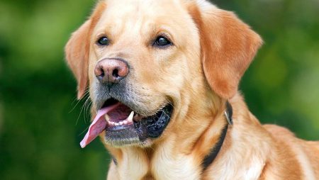 Breed Profile: Springador (Springer Spaniel/Labrador Mix)