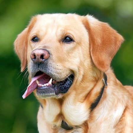 Breed Profile: Springador (Springer Spaniel/Labrador Mix)