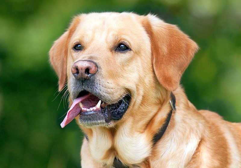 Breed Profile: Springador (Springer Spaniel/Labrador Mix)