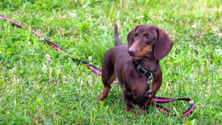 The Best Dog Climbing Harness