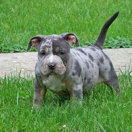 What’s the Deal with Merle Pit Bulls?