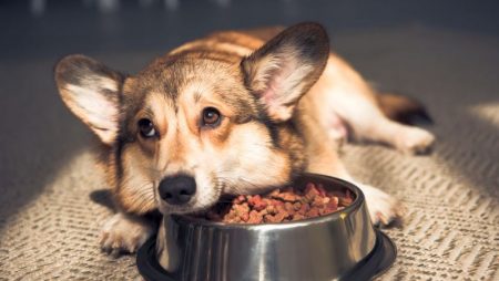 Best Dog Food Toppers for Tasty Add-Ons!