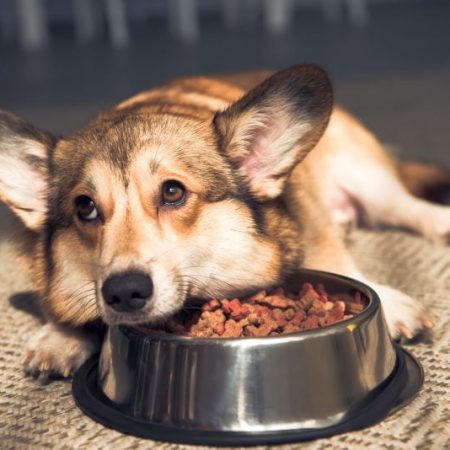 Best Dog Food Toppers for Tasty Add-Ons!