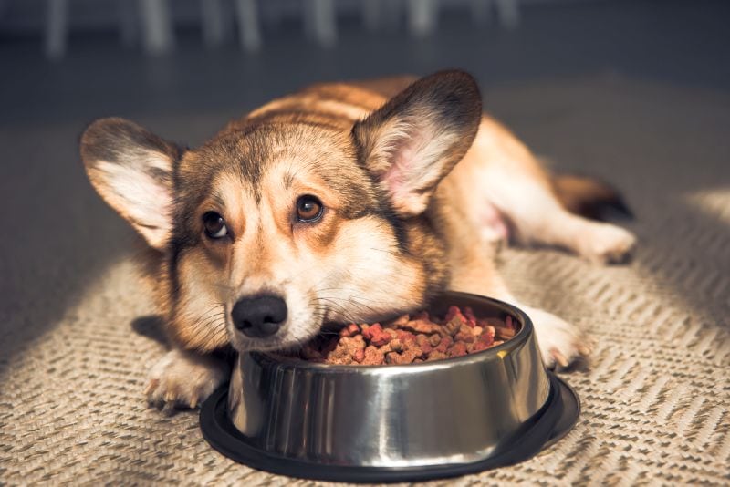 Best Dog Food Toppers for Tasty Add-Ons!