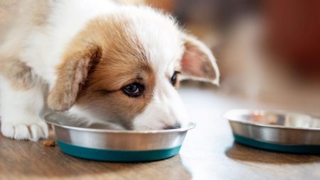 Best Large-Breed Puppy Food: Good Grub for Growers