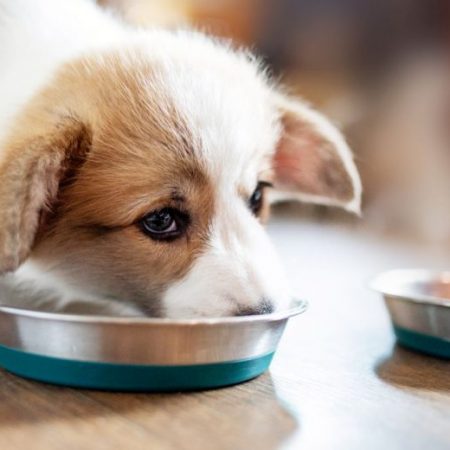Best Large-Breed Puppy Food: Good Grub for Growers