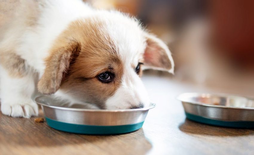 Best Large-Breed Puppy Food: Good Grub for Growers