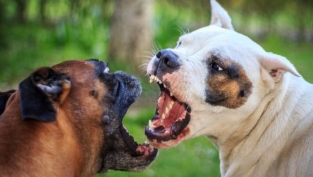 Why Is My Dog Suddenly Aggressive with Other Dogs in the House?