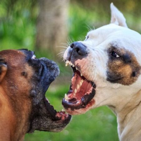 Why Is My Dog Suddenly Aggressive with Other Dogs in the House?