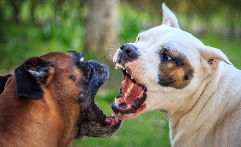 Why Is My Dog Suddenly Aggressive with Other Dogs in the House?