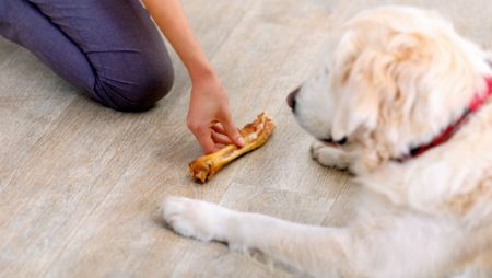 The most effective method to Teach Your Dog to “Leave It”