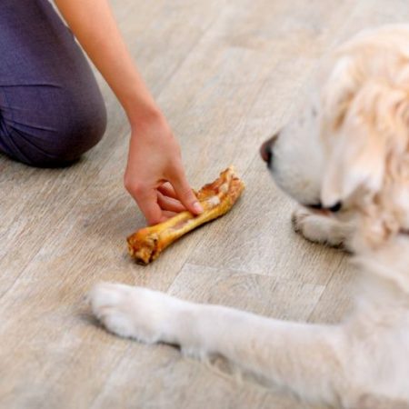 The most effective method to Teach Your Dog to “Leave It”