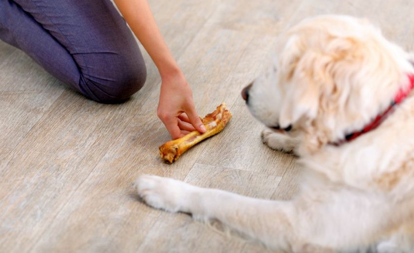 The most effective method to Teach Your Dog to “Leave It”